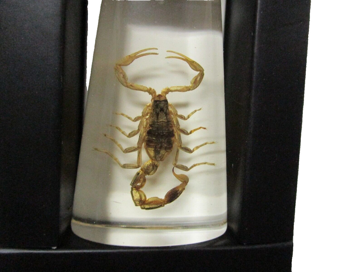 Resin Keychain with Real Bug Specimen Glow in the Dark Key Ring Scorpion/Beetle